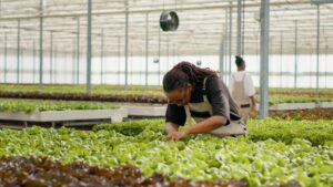 Agribusiness loans in Nairobi